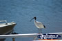 City Ibis . . . CLICK TO ENLARGE