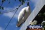 Ibis in the City . . . CLICK TO ENLARGE