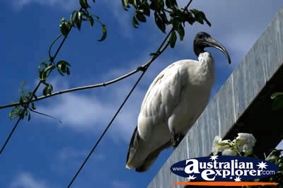 White Ibis . . . CLICK TO VIEW ALL JABIRUS POSTCARDS