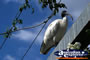 White Ibis . . . CLICK TO ENLARGE