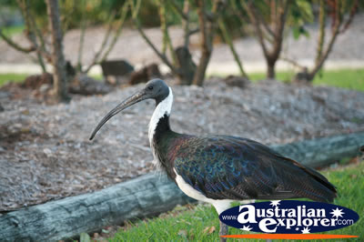 Healthy Ibis . . . CLICK TO VIEW ALL JABIRUS POSTCARDS
