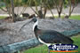 Healthy Ibis . . . CLICK TO ENLARGE