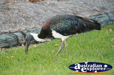 Eating Ibis . . . CLICK TO VIEW ALL JABIRUS POSTCARDS