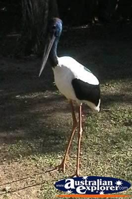Jabiru . . . CLICK TO VIEW ALL JABIRUS POSTCARDS