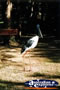 Jabiru . . . CLICK TO ENLARGE