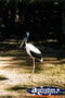 Jabiru in Park . . . CLICK TO ENLARGE
