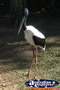 Close up of Jabiru . . . CLICK TO ENLARGE