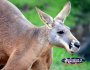 Kangaroo . . . CLICK TO ENLARGE