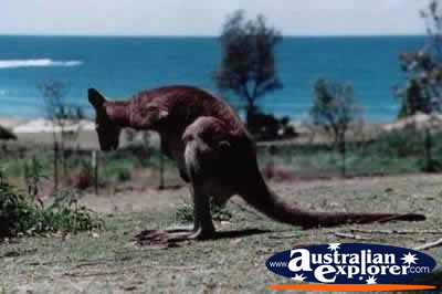 Hungry Kangaroo . . . CLICK TO VIEW ALL KANGAROOS POSTCARDS