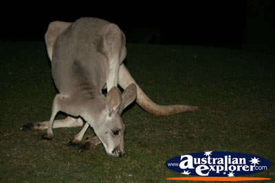Grey kangaroo . . . CLICK TO VIEW ALL KANGAROOS POSTCARDS