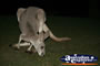 Grey kangaroo . . . CLICK TO ENLARGE
