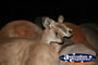 Red kangaroo . . . CLICK TO ENLARGE