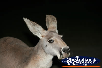 Large Red kangaroo . . . CLICK TO VIEW ALL KANGAROOS POSTCARDS
