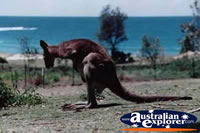 Hungry Kangaroo . . . CLICK TO ENLARGE
