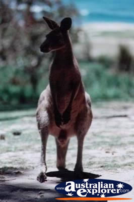 Kangaroo . . . CLICK TO VIEW ALL KANGAROOS POSTCARDS