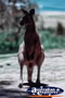 Kangaroo . . . CLICK TO ENLARGE