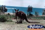 Kangaroo . . . CLICK TO ENLARGE