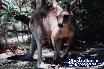 Kangaroo . . . CLICK TO VIEW ALL KANGAROOS POSTCARDS