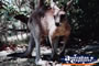 Kangaroo . . . CLICK TO ENLARGE