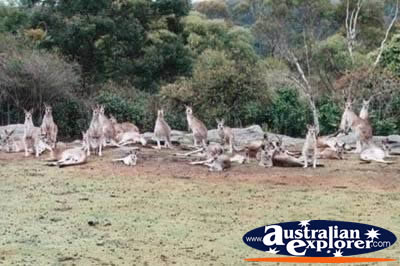 A Family of Kangaroo . . . VIEW ALL KANGAROOS PHOTOGRAPHS