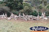 A Family of Kangaroo . . . CLICK TO ENLARGE