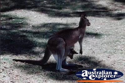 Kangaroo and Joey . . . CLICK TO VIEW ALL KANGAROOS POSTCARDS