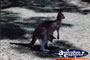 Kangaroo . . . CLICK TO ENLARGE