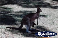 Kangaroo and Joey . . . CLICK TO ENLARGE