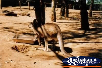 Kangaroo Playing . . . CLICK TO VIEW ALL KANGAROOS POSTCARDS