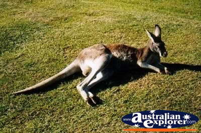 Kangaroo at Rest . . . VIEW ALL KANGAROOS PHOTOGRAPHS