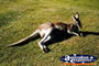 Kangaroo . . . CLICK TO ENLARGE