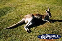 Kangaroo at Rest . . . CLICK TO ENLARGE