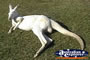 Kangaroo Albino . . . CLICK TO ENLARGE