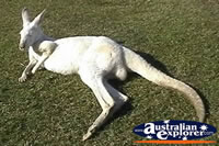 Kangaroo Albino . . . CLICK TO ENLARGE