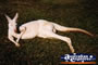 Kangaroo Albino . . . CLICK TO ENLARGE