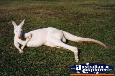 Kangaroo Albino Australia Zoo . . . CLICK TO VIEW ALL ALBINO KANGAROOS POSTCARDS