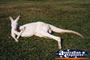 Kangaroo Albino Australia Zoo . . . CLICK TO ENLARGE