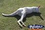 Kangaroo Albino . . . CLICK TO ENLARGE