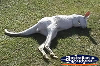 Kangaroo Albino Sleeping . . . CLICK TO ENLARGE