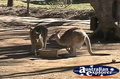 Kangaroos Drinking . . . VIEW ALL KANGAROOS PHOTOGRAPHS