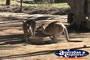 Kangaroos . . . CLICK TO ENLARGE