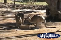 Kangaroos Drinking . . . CLICK TO ENLARGE