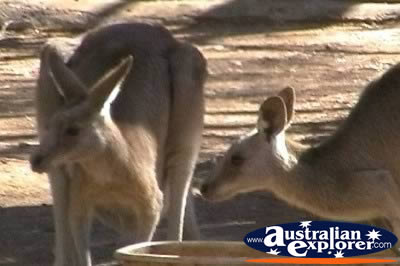 Close up of Kangaroos . . . CLICK TO VIEW ALL KANGAROOS POSTCARDS