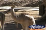 Kangaroos . . . CLICK TO ENLARGE