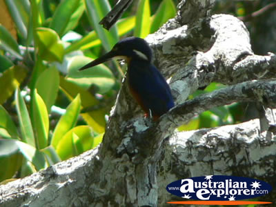 Kingfisher in Coopers Creek . . . VIEW ALL WEDGE TAILED EAGLES PHOTOGRAPHS