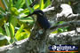 Kingfisher in Coopers Creek . . . CLICK TO ENLARGE