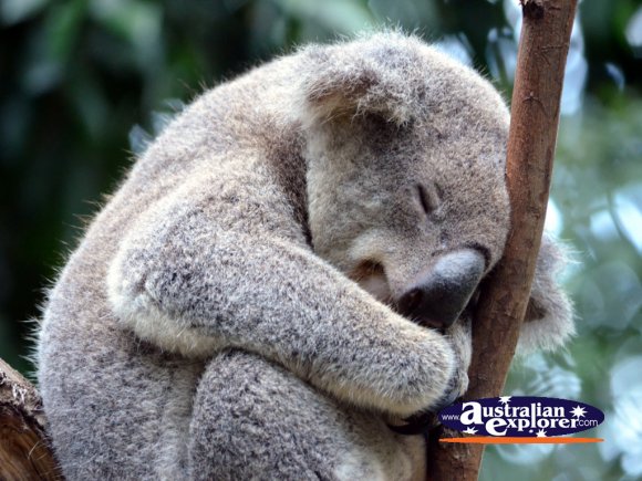Koala Snuggling Desktop Theme