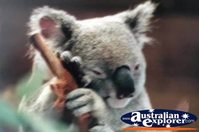 Koala in Port Stephens