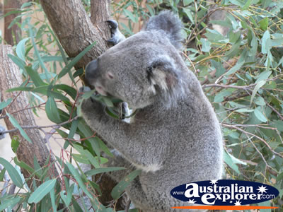 Koala eating in a tree . . . CLICK TO VIEW ALL KOALAS POSTCARDS
