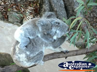 Koala with  Joey . . . CLICK TO ENLARGE